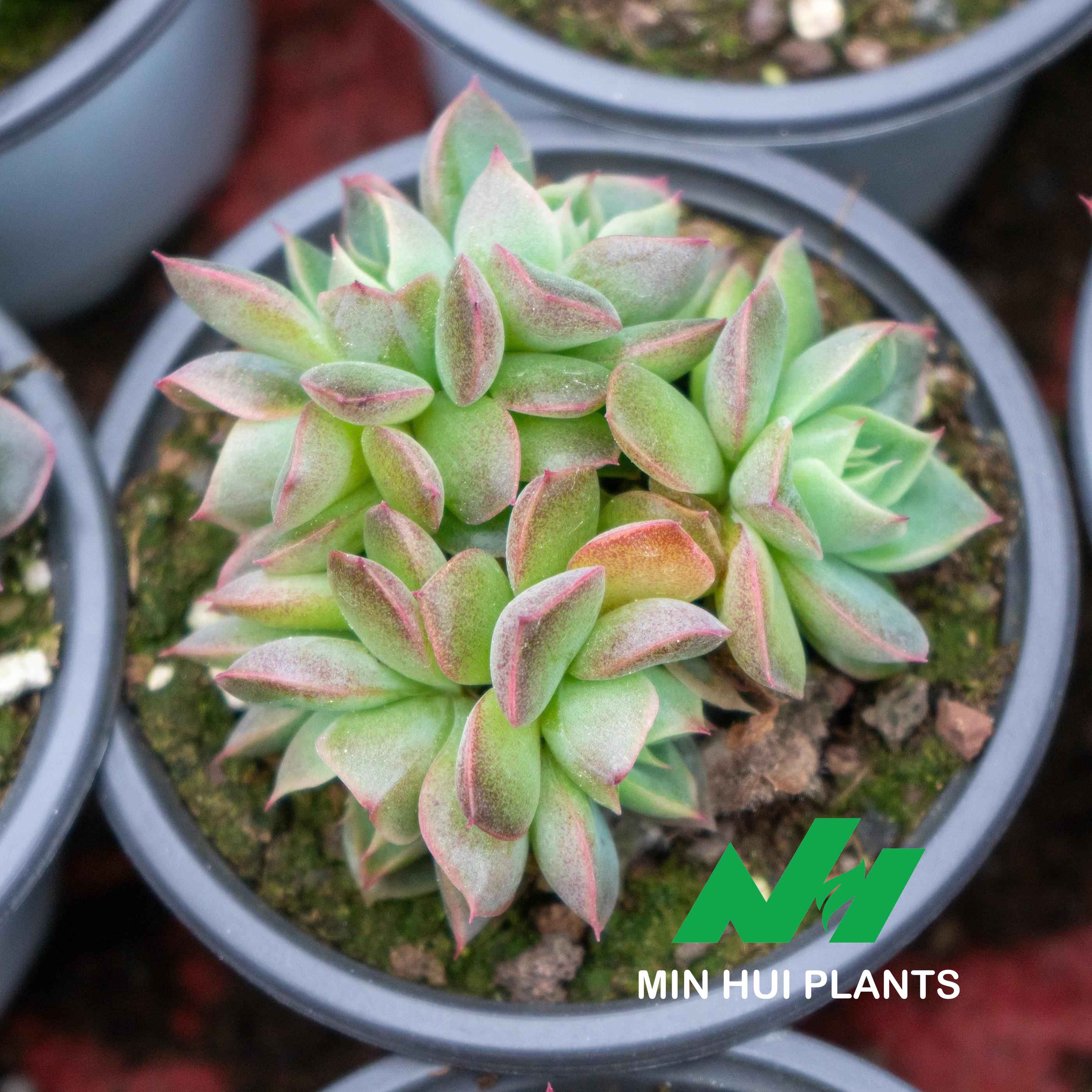 MinHui Plants-Succulent 'Drunken Beauty'